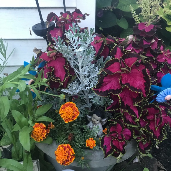 💕LIVE SHOW NOTIFICATION🌺 - Picture 13 of 16